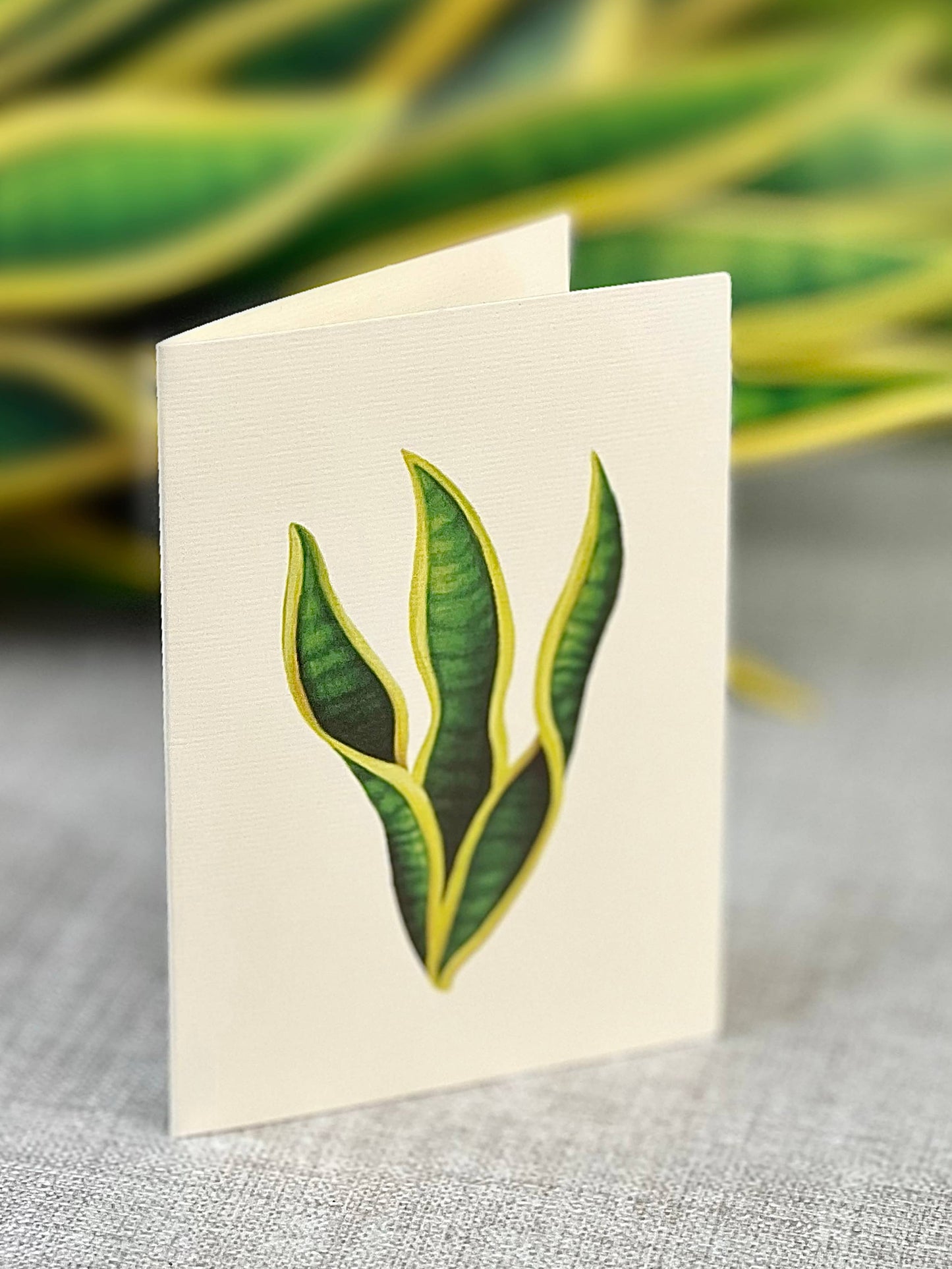Snake Plant