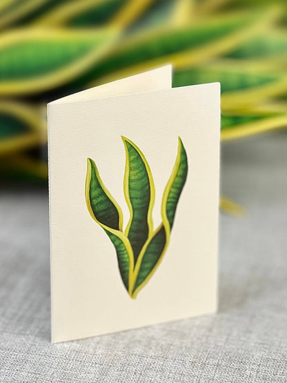 Snake Plant