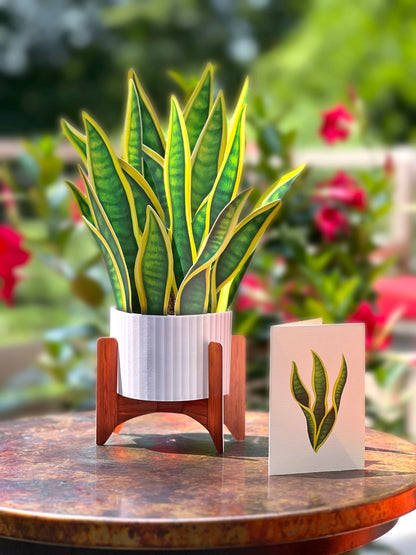 Snake Plant
