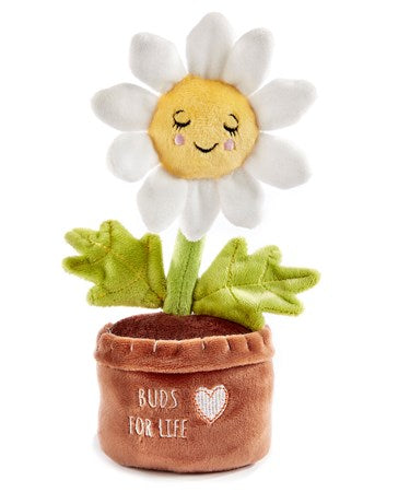 Soil Mates, Daisy