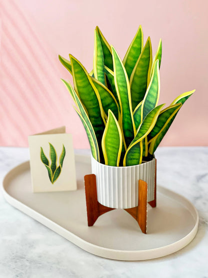 Snake Plant