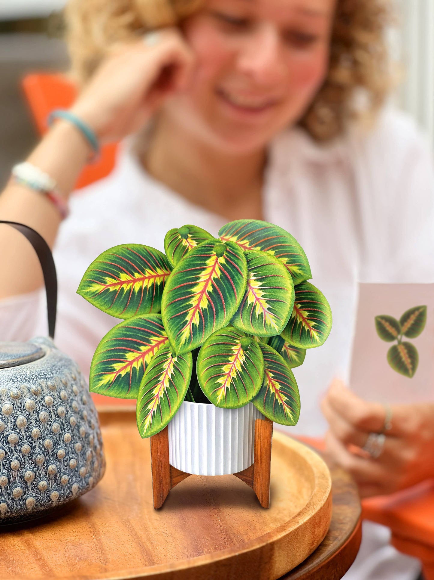 Mini Prayer Plant